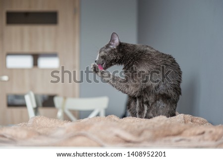 Just washed funny wet furry cute kitten after bath licking itself on gray background. Pets and lifestyle concept.  Lovely fluffy russian blue cat after washing toned portrait.