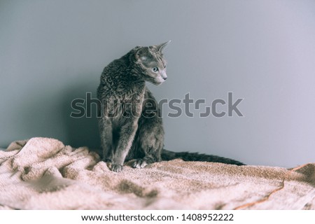 Just washed funny wet furry cute kitten after bath sitting itself on gray background. Pets and lifestyle concept.  Lovely fluffy russian blue cat after washing toned portrait