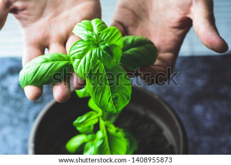 Male hands holding leaves of fresh organic basil. Copy space. Lifestyle concept. Horizontal, selective focus. Royalty-Free Stock Photo #1408955873