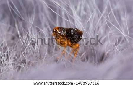 Flea in animal fur close up. The destruction of parasites in pets. Royalty-Free Stock Photo #1408957316