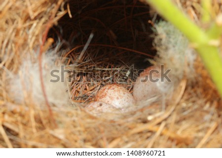 Wren Eggs - Close up photograph of Carolina Wren eggs in a nest.  Selective focus on the eggs. 