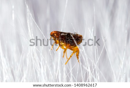Flea in animal fur close up. The destruction of parasites in pets. Royalty-Free Stock Photo #1408962617