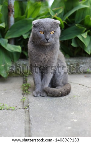 Portrait of a scottish shorthair cat in the garden. beautiful cat.