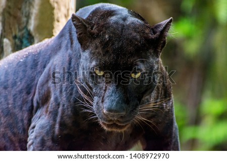 Majestic Big Black Wild Panther