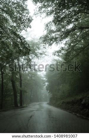 An asphalt road that goes through a misty dark misterious pine forest. Narrow road Montenegro and green trees