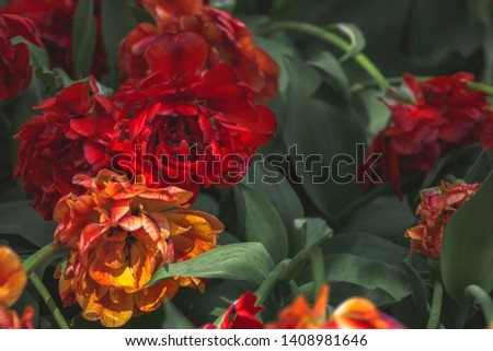 Red tulip buds with fresh green leaves in soft light on blur background with place for your text. Holland tulip flowers in the park in spring.