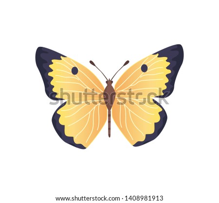 Butterfly of yellow color and black contour insect brightly coloured wings fluttering flight raster illustration isolated on white background