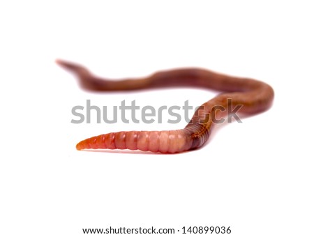 Close  up of earthworm