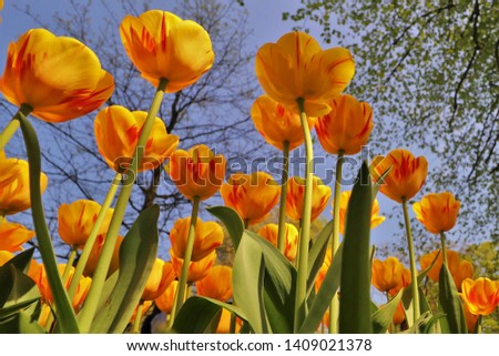 Worms eye view of yellow tulips blooming in botanical garden 