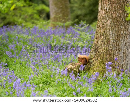 a squirrel eating his nuts by the bluebells