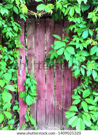 Wood fence and green plants background