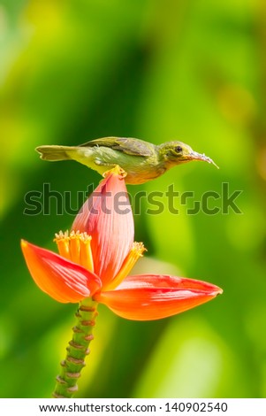 Female Brown-throated Sunbird (Anthreptes malacensis) on the banana flower