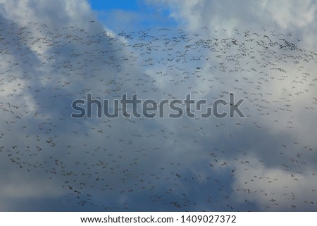 a picture of an exterior Pacific Northwest sky with Canadian geese