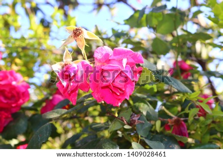 Pink Rose on a bush in a garden. Pink Rose Garden. Flower background. Beautiful blurred green background. Detail of pink roses in the garden. 