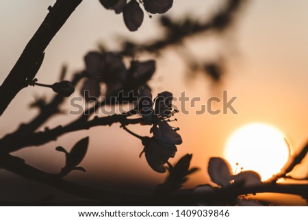 Sunset behind a white flowering tree. Warm spring colors, decent color finish.