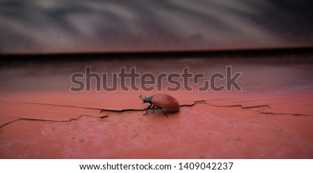 beetle close-up, macro photography of insects as background for presentation or advertising