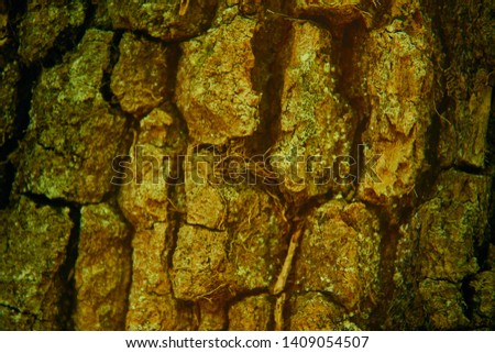 Embossed texture of the brown bark of an oak. perfect image for backgrounds