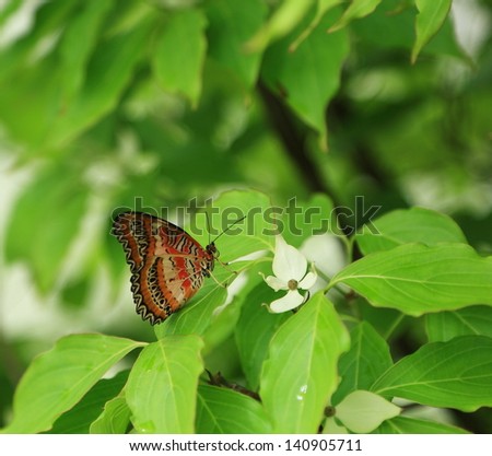 Monarch butterfly feeding on flower bush
