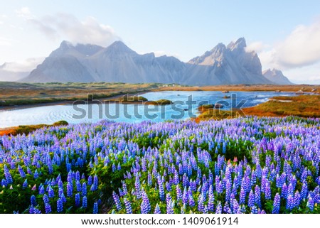 Gorgeous landscape with blooming lupine flowers field near famous Stokksnes mountains on Vestrahorn cape, Iceland Royalty-Free Stock Photo #1409061914