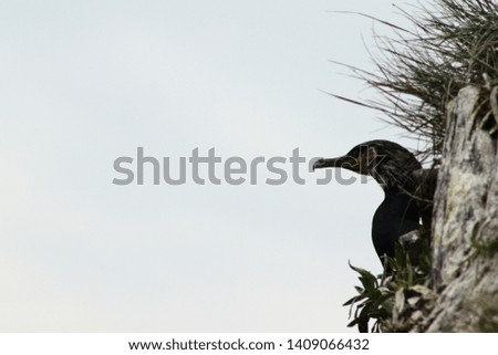 Cormorant looking from the grass on the steep rock on cloudy sky background closeup. Copy space for text, design template.