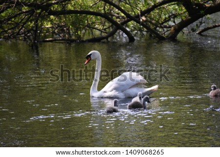 Mute Swan mother (Cygnus olor), swimming with her babies (cygnets).
Swans are birds of the family Anatidae within the genus Cygnus.

