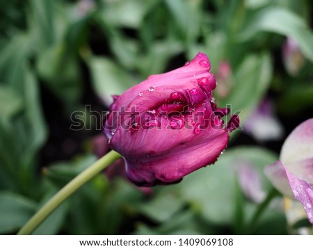 Close up of an isolated beautiful dark purple tulip (Tulipa) with large raindrops on the petals
