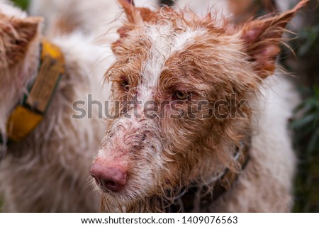 SPANISH HUNTING DOG LOOK IN THE FIELD  Royalty-Free Stock Photo #1409076563