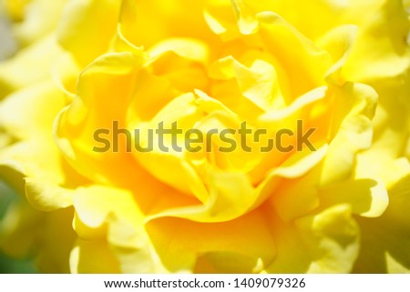 Macro yellow rose on garden