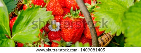 Strawberry grows on strawberry field, banner