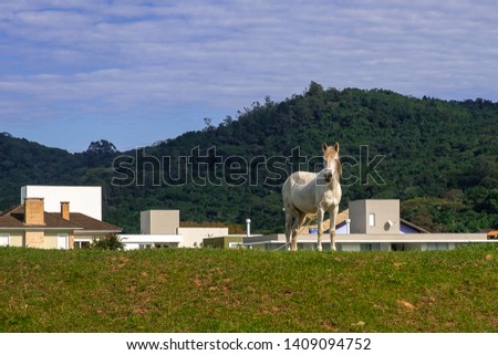 A white horse walks on a green field next to a residential condominium. Green mountains in the background.