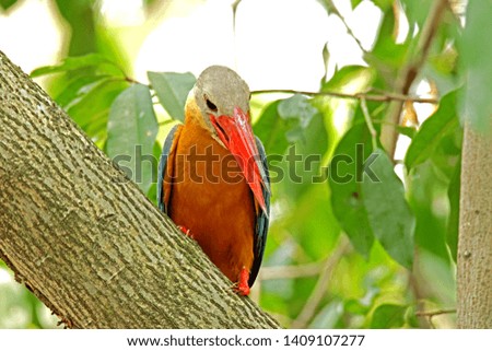 Stork-billed Kingfisher on branch in nature, Thailand