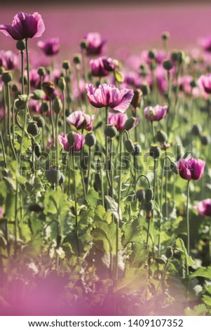 Field of lilac Poppy Flowers in sunlight in early Summer