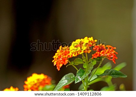 Orange wild flower in the garden