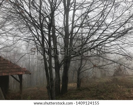 Fog and mist in the forest