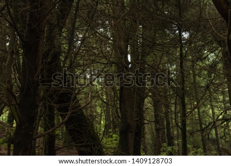 wonderful Pine forest in Temoaya Mexico