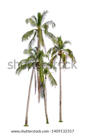 Coconut trees isolated on white background