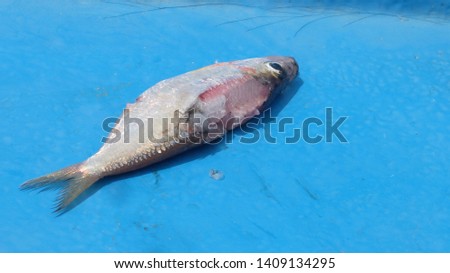 fish on the blue sailing boat. 