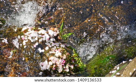 Beautiful scenery of cherry blossom petals on the small canal in spring time of Japan 