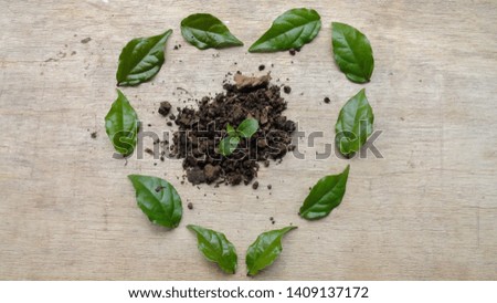  Green leaves form the heart around a small seedling to be transplanted. Composition on rustic wood. Concept of ecology for conservation of the environment.                              