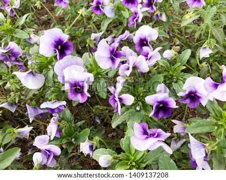 Purple Pansy Flowers in the garden.