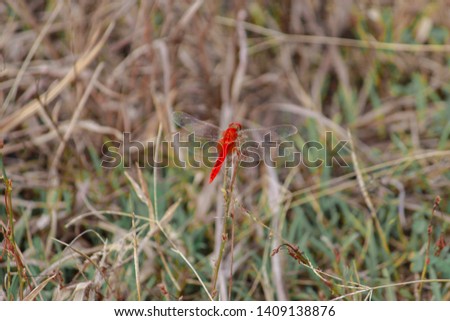 A red dragonfly on branch, Meadow
Meadow background