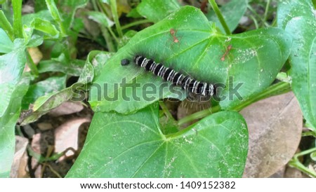 A worm with a black  white body And have thin hairs Caught on green leaves and two ants  