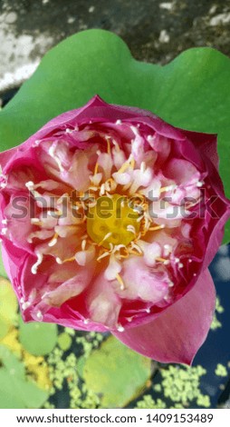 Beautiful pink waterlily or lotus flower in pond 

