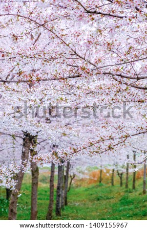 Cherry blossoms in spring image