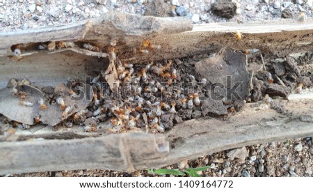 Image of termites eating wood