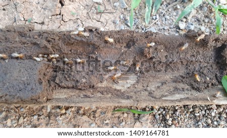 Image of termites eating wood