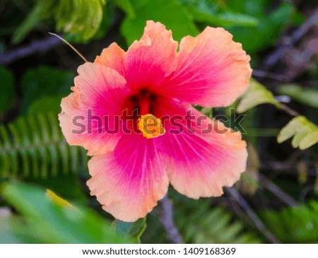 Closeup of pink and orange hibiscus flower  orange pollen grains with green leaves faded in the background