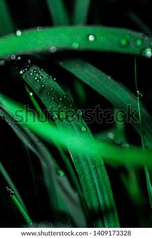 Droplets of water on green plants at night