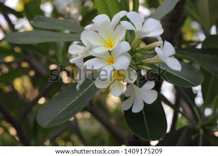 Plumeria flower or Frangipani flowers fresh on real tree, Beautiful white flower bouquet in the garden.