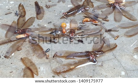 A group of dead insects